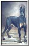 Link to Dober